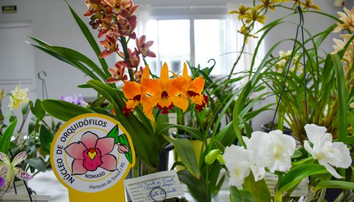 Orquídeas (2)